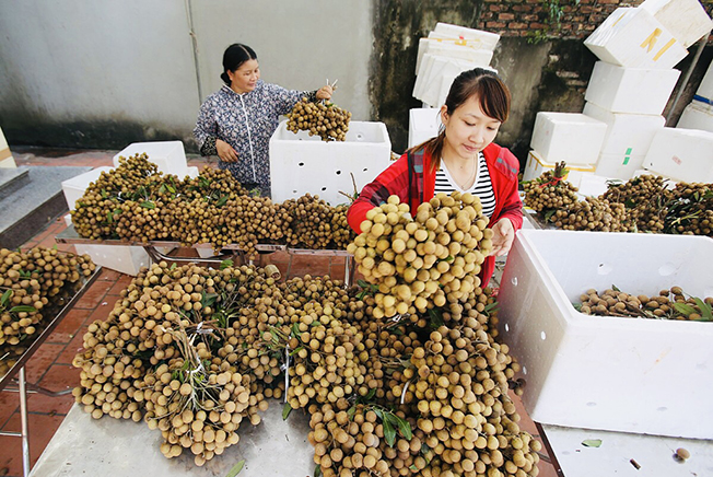 Sản phẩm nhãn của HTX Nhân Tâm, huyện Xuyên Mộc đã được cấp mã số vùng trồng đi thị trường Trung Quốc và đang mở rộng sang thị trường Nhật Bản.