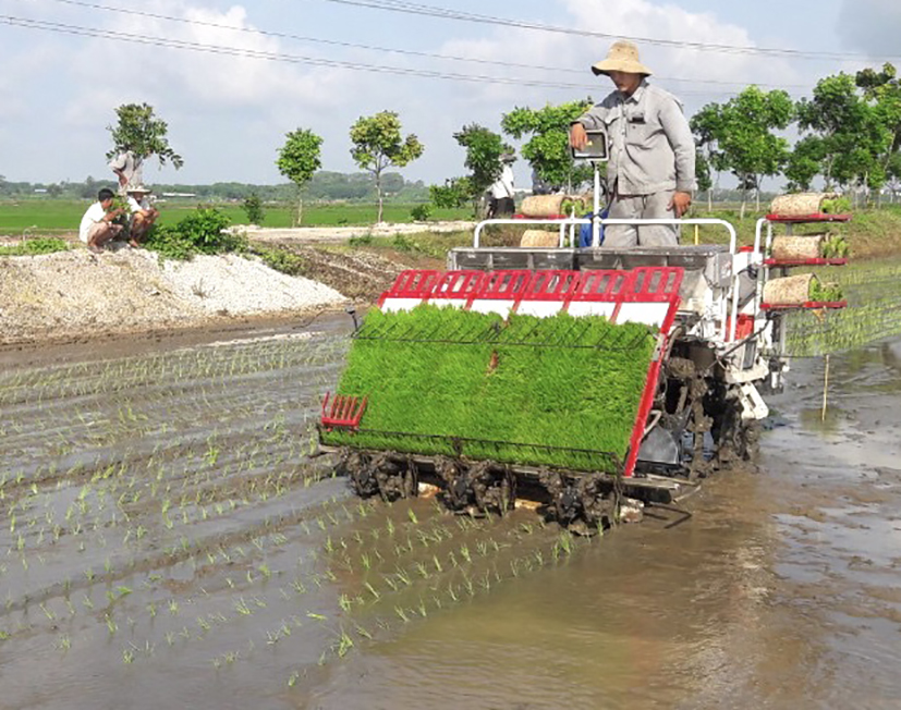 Nông dân xã An Nhứt, huyện Long Điền sử dụng máy cấy.