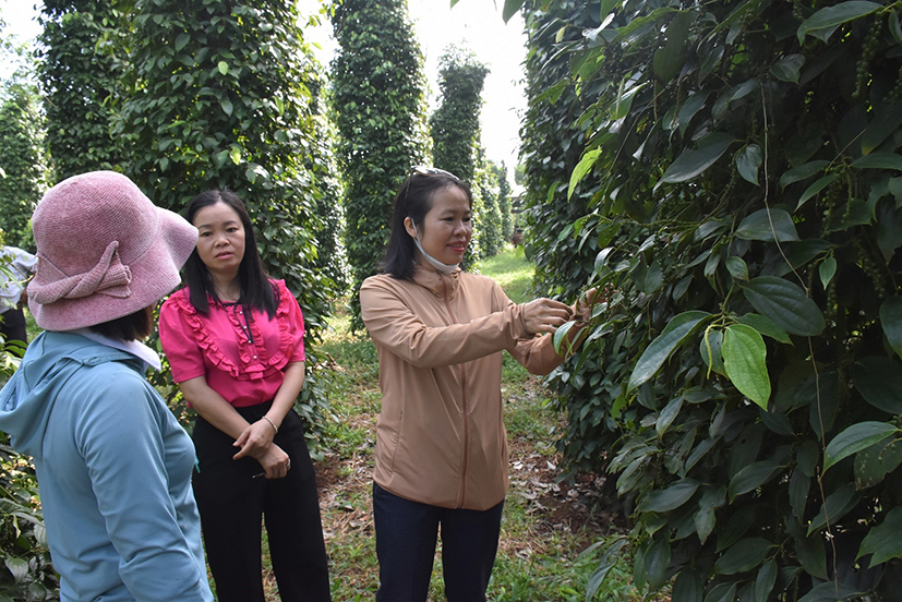 Đại biểu tham quan, học hỏi mô hình trồng tiêu hữu cơ tại xã Hòa Hiệp, huyện Xuyên Mộc.