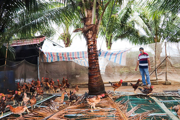 Từ mô hình nuôi gà ta thả vườn, hội viên nông dân Nguyễn Thành Đồng (ấp An Lạc, xã An Nhứt, huyện Long Điền) mỗi tháng thu nhập gần 8 triệu đồng.