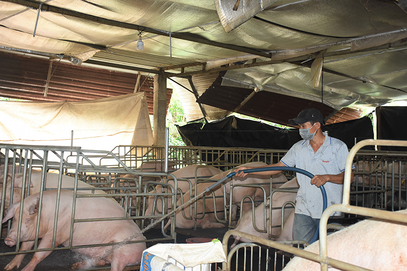 Nguồn cung thịt, trứng gia cầm cho Tết Nguyên đán 2023 được dự báo là sẽ dồi dào. Trong ảnh: Người chăn nuôi heo tại xã Bình Ba, huyện Châu Đức chuẩn bị cho thị trường tết.