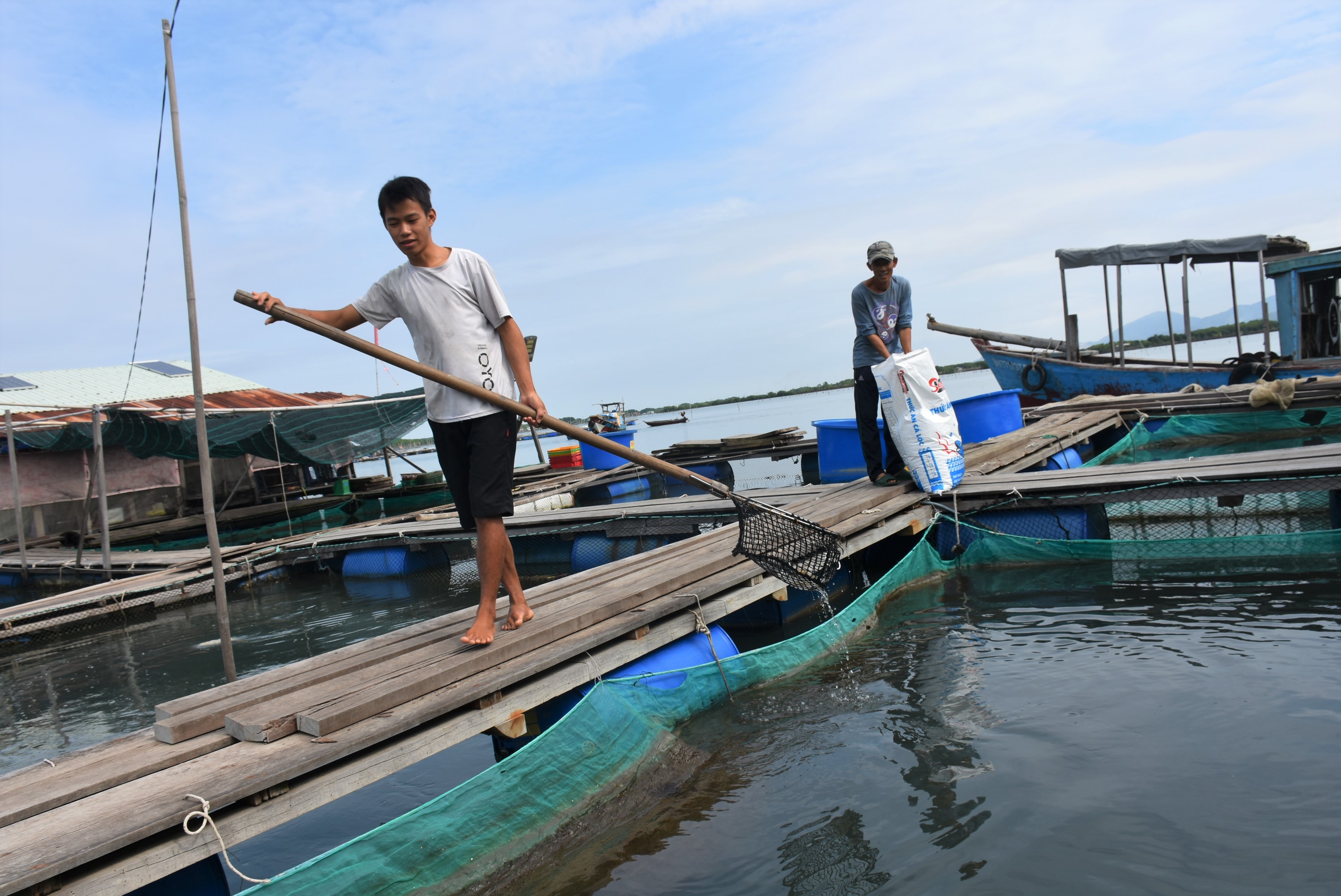 Người nuôi thủy sản lồng bè trên sông đang gặp nhiều khó khăn do ảnh hưởng của môi trường, chi phí đấu tư. Trong ảnh: Người nuôi thủy sản trên sông Chà Và (TP.Vũng Tàu) cho cá ăn.