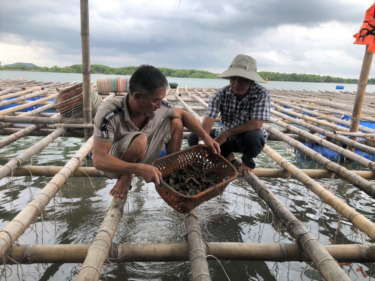 Ngành nông nghiệp tỉnh đang triển khai nhiều kế hoạch nhằm phát triển bền vững nghề nuôi trồng thủy sản. Trong ảnh: Người dân thu hoạch hàu trên sông Chà Và (xã Long Sơn, TP.Vũng Tàu).