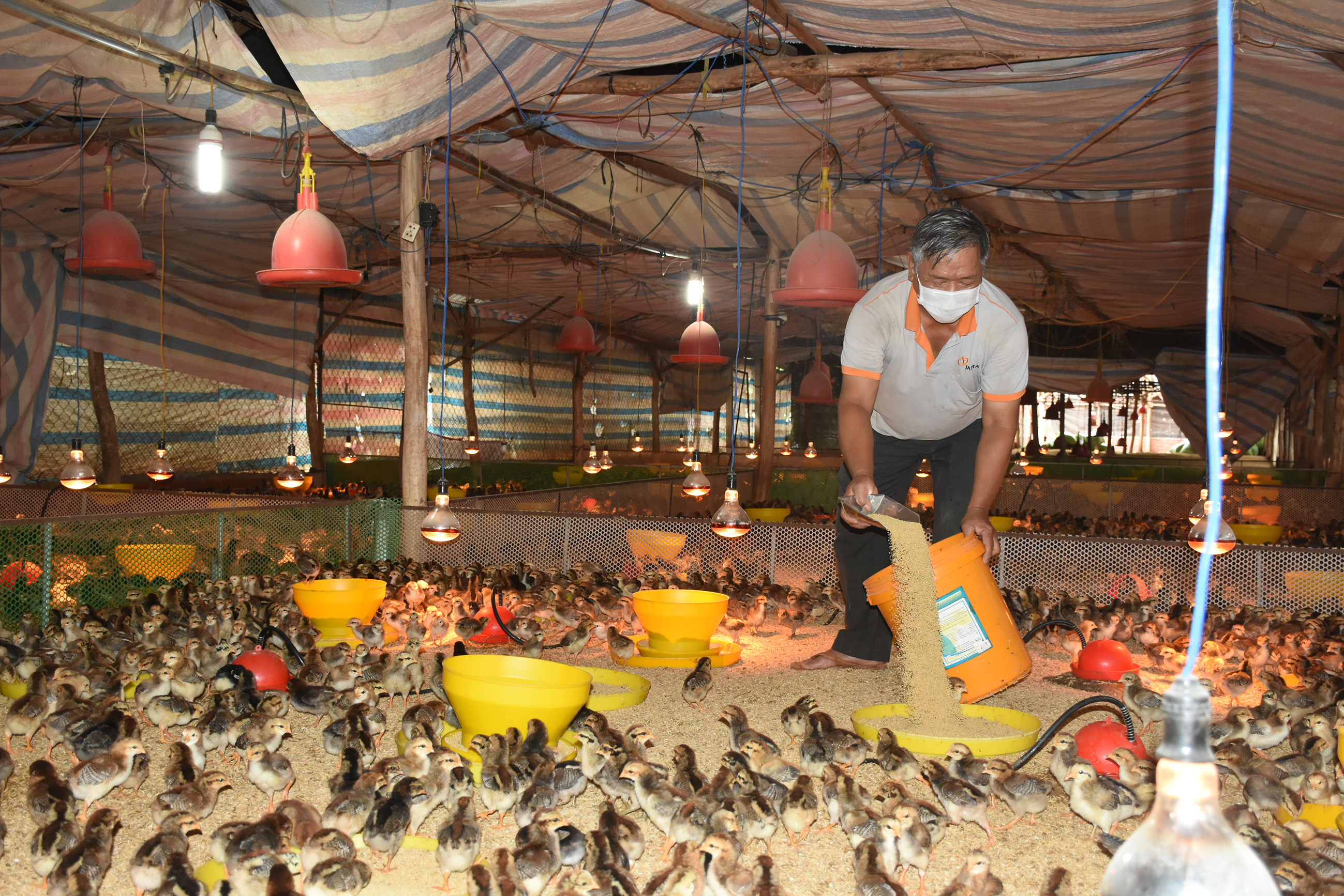 Chuỗi liên kết sản xuất nông nghiệp “từ trang trại đến bàn ăn” là giải pháp khắc phục tình trạng manh mún trong chăn nuôi. Trong ảnh: Mô hình nuôi gà ta của ông Nguyễn Văn Tam, xã Bình Ba, huyện Châu Đức.