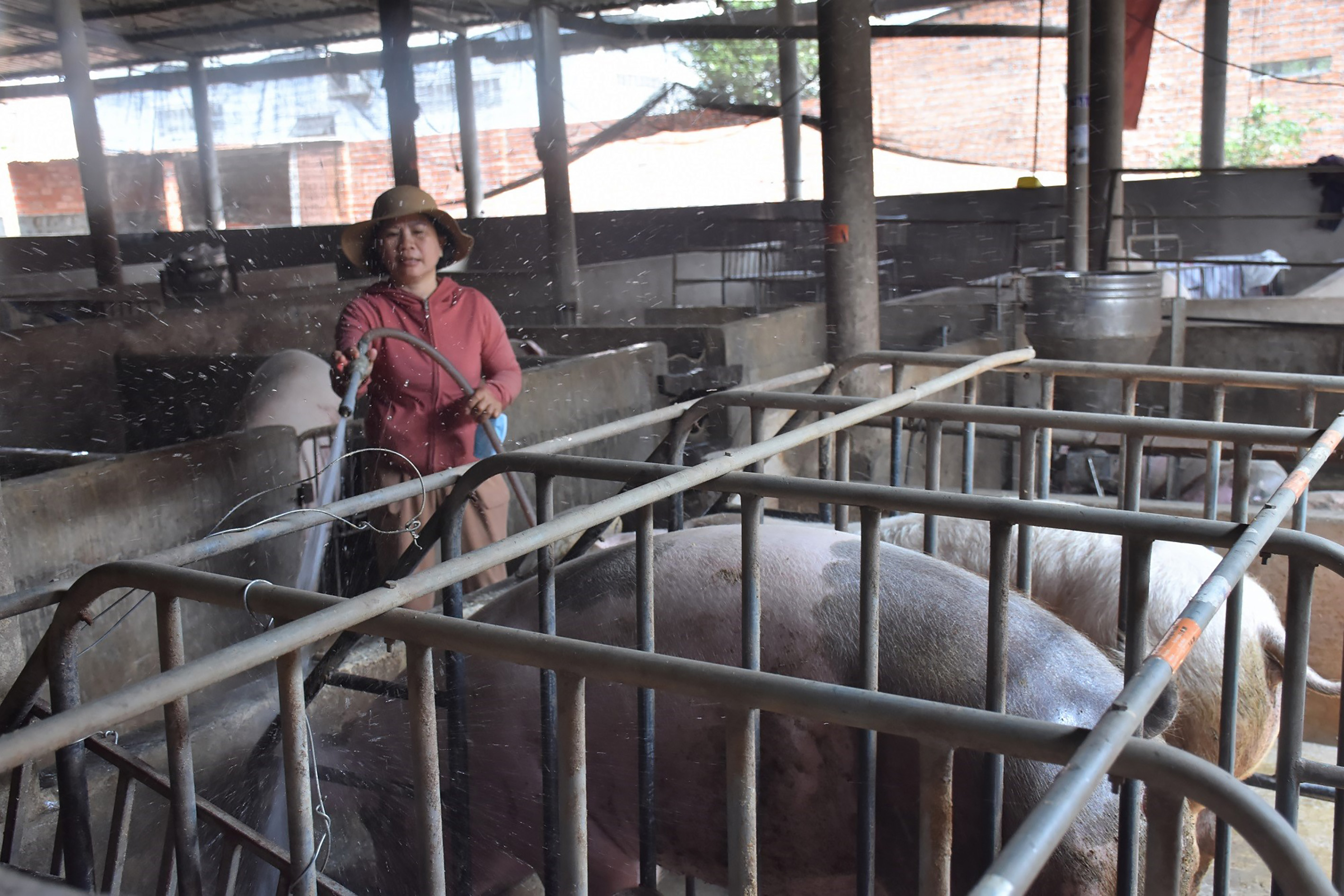 Mô hình chăn nuôi heo của một người dân tại xã Bình Giã, huyện Châu Đức.