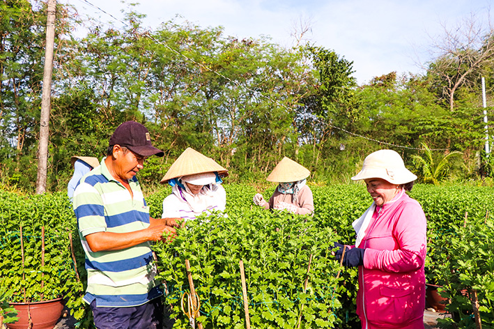Anh Trần Nguyên Hiến, ở thôn Quảng Thành 1, xã Nghĩa Thành cùng nhiều nhân công đang tất bật chăm sóc các chậu hoa cúc để cung cấp cho thị trường Tết Nguyên đán 2023.