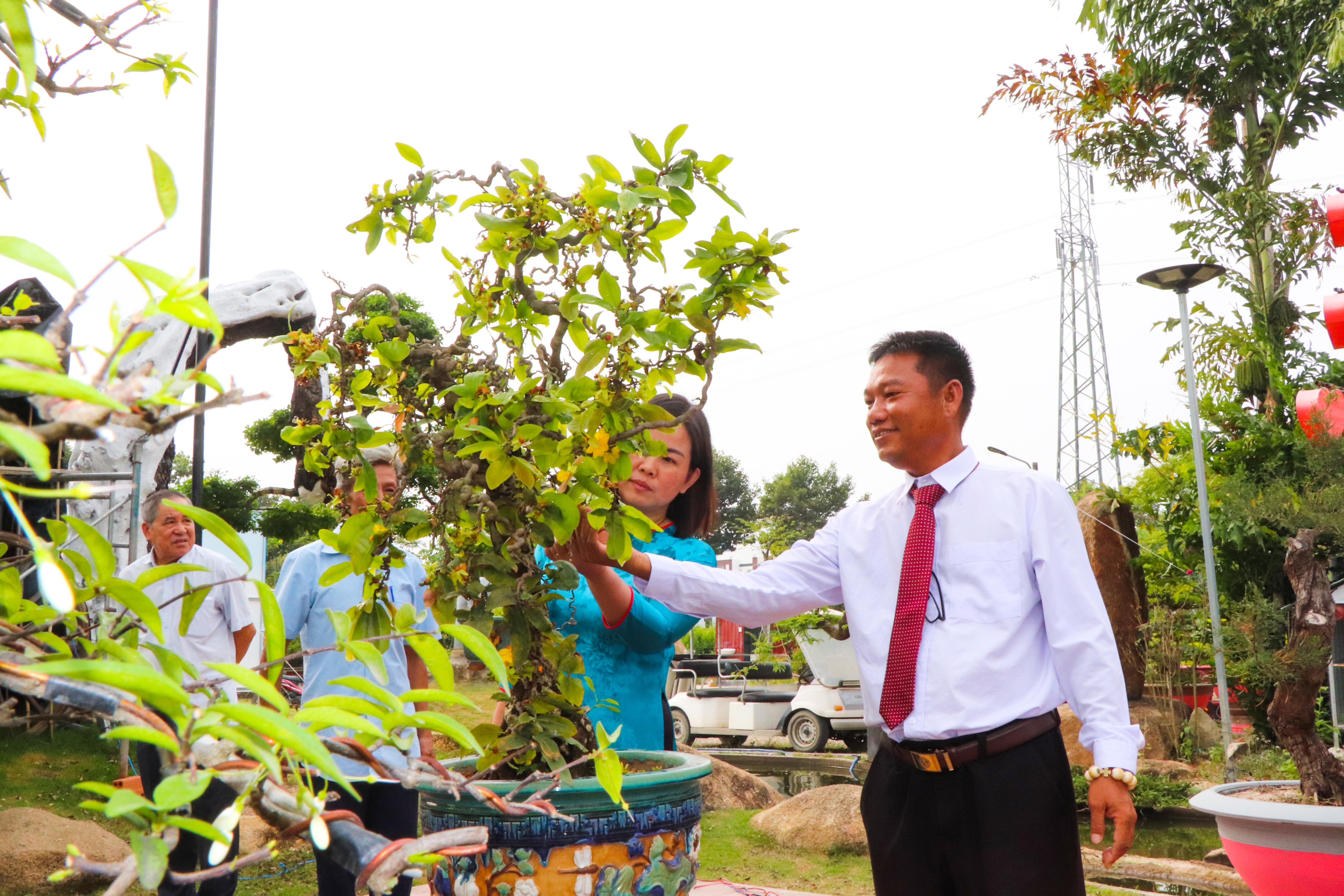 Ông Trần Phúc Lộc, Chủ tịch Hội Sinh vật cảnh TP. Bà Rịa giới thiệu với khách cây mai vàng.