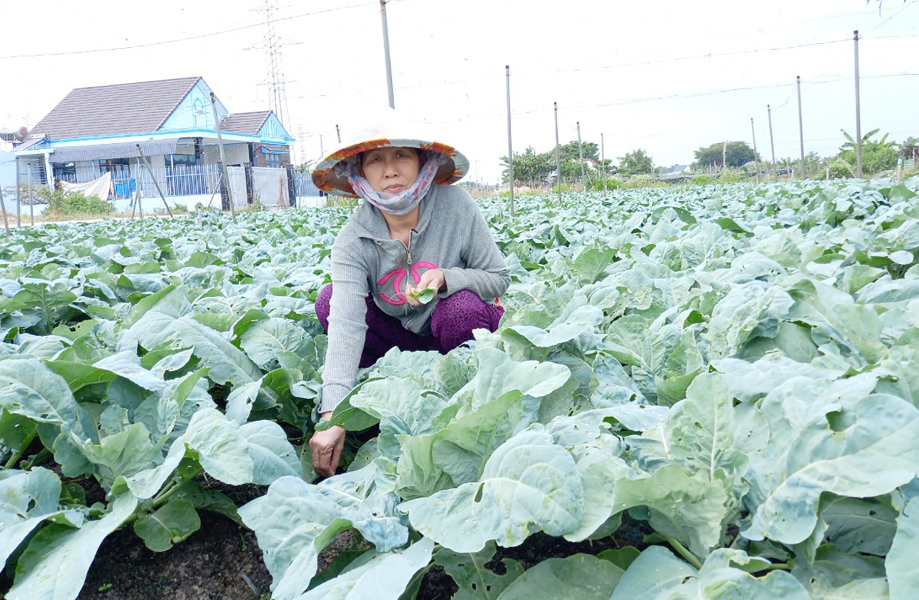 Bà Đỗ Thị Phi chăm sóc vườn súp lơ phục vụ thị trường Tết