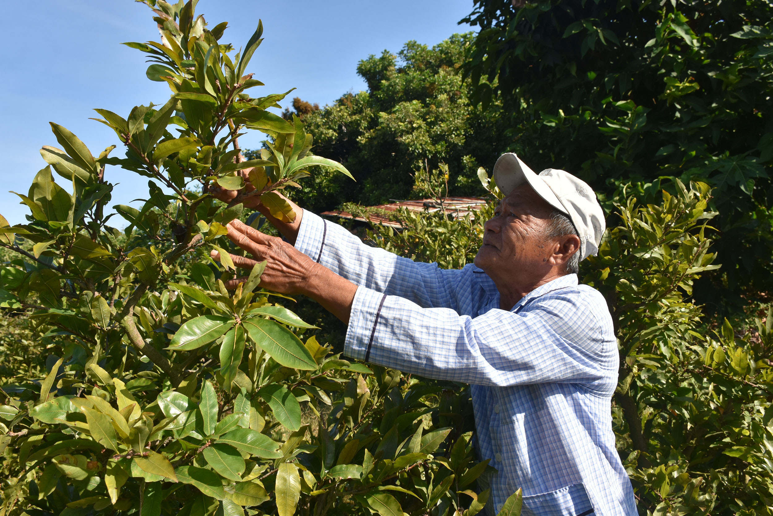 Mưa trái mùa khiến vườn mai của gia đình ông Huỳnh Ngọc Hải (huyện Long Điền) khó nở hoa đúng dịp Tết.