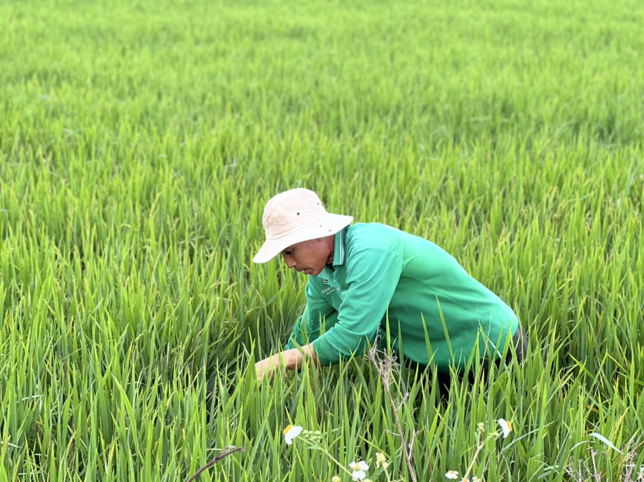 Nông dân xã An Nhứt (huyện Long Điền) thăm ruộng.