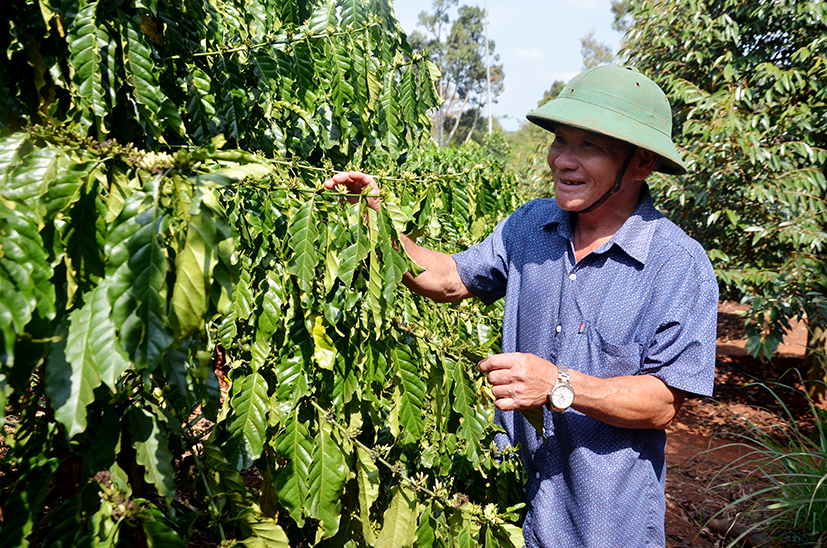 Ông Võ Ngọc Thanh chăm sóc vườn cà phê rộng 1,8ha trồng xen canh của gia đình.