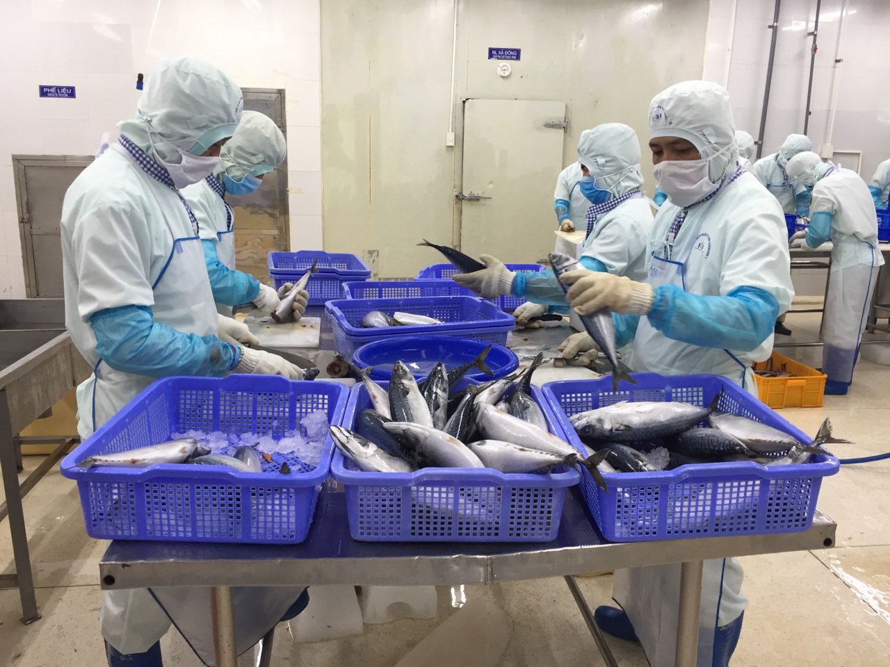 Sơ chế thủy sản xuất khẩu tại Công ty Baseafood (TP.Vũng Tàu).