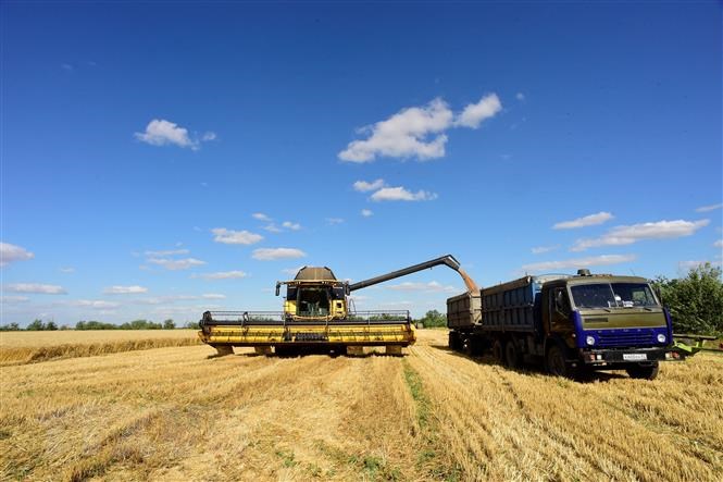 Thu hoạch ngũ cốc trên cánh đồng ở Melitopol, vùng Zaporizhzhia (Ukraine).
