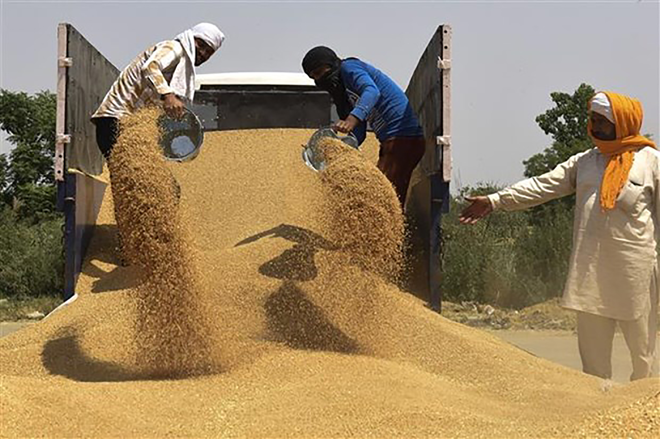 Vận chuyển lúa mì tại một khu chợ ở ngoại ô Amritsar (Ấn Độ).