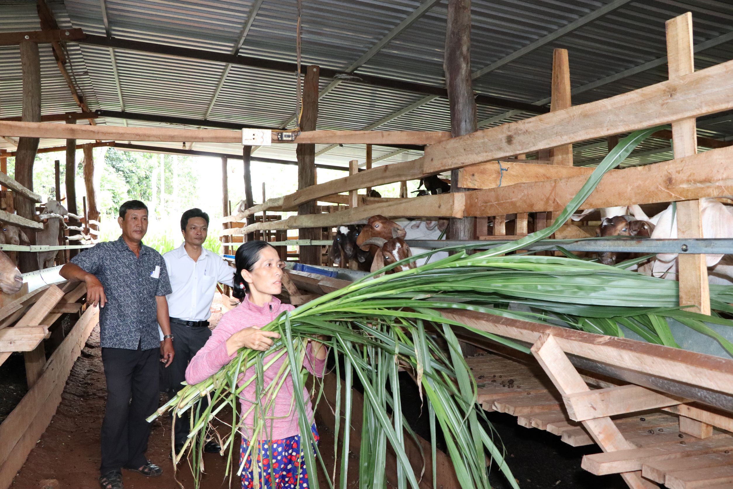 Với nguồn vốn vay 50 triệu đồng từ Quỹ Hỗ trợ Nông dân tỉnh, bà Phạm Thị Dung, ở xã Xuyên Mộc (huyện Xuyên Mộc) đã phát triển mô hình nuôi dê thịt và dê sinh sản.