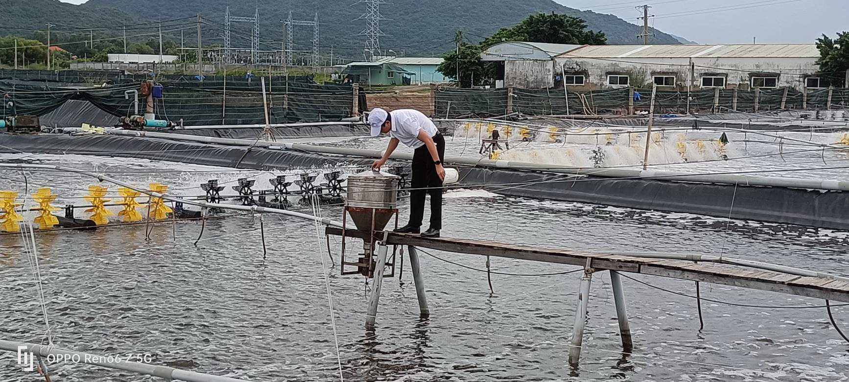 Nuôi tôm theo công nghệ cao đã giúp Farm Liên Giang (xã An Ngãi, huyện Long Điền) tăng sản lượng gấp 4 lần so với nuôi tôm truyền thống.