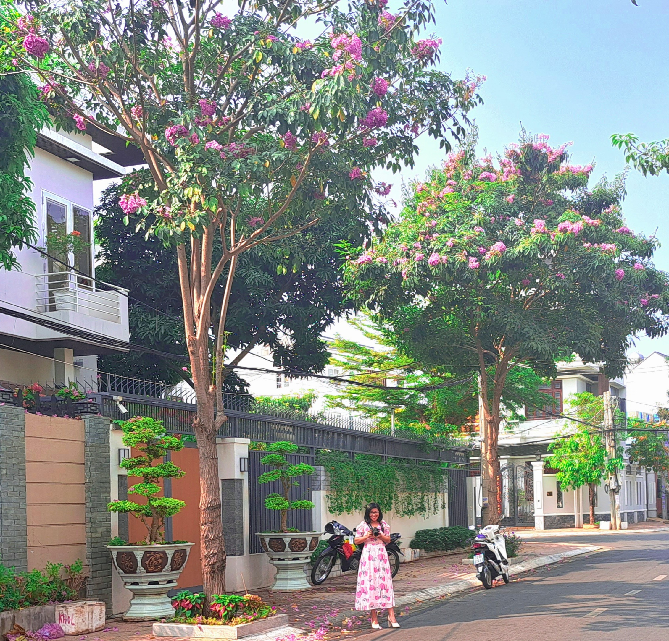 Kèn hồng, đẹp dịu dàng làm say đắm  lòng người.