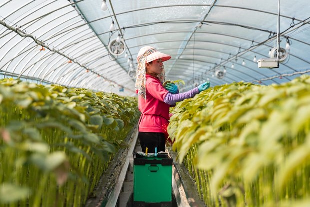 Người lao động tại một trang trại ở Hàn Quốc.