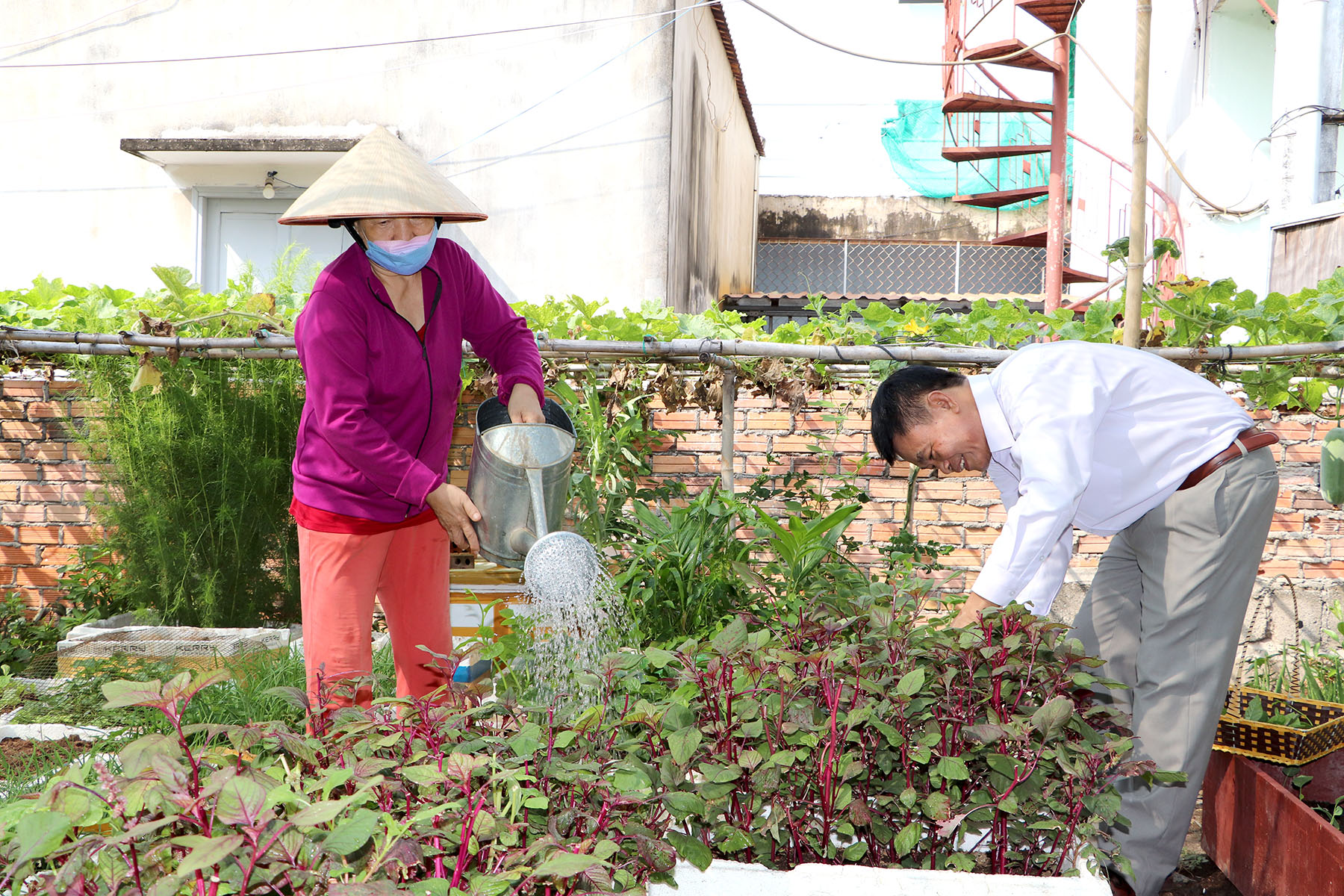 Ông Nguyễn Đình Mai cùng người dân trong khu phố chăm sóc vườn rau.