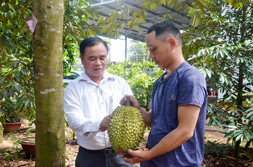 Nhờ nguồn vốn vay từ Quỹ Hỗ trợ nông dân, gia đình ông Lỷ Nàm Vểnh có điều kiện phát triển kinh tế gia đình. Trong ảnh: Đại diện Hội Nông dân TX. Phú Mỹ trao đổi với ông Lỷ Nàm Vểnh (phải) về kỹ thuật chăm sóc sầu riêng tại vườn của gia đình.