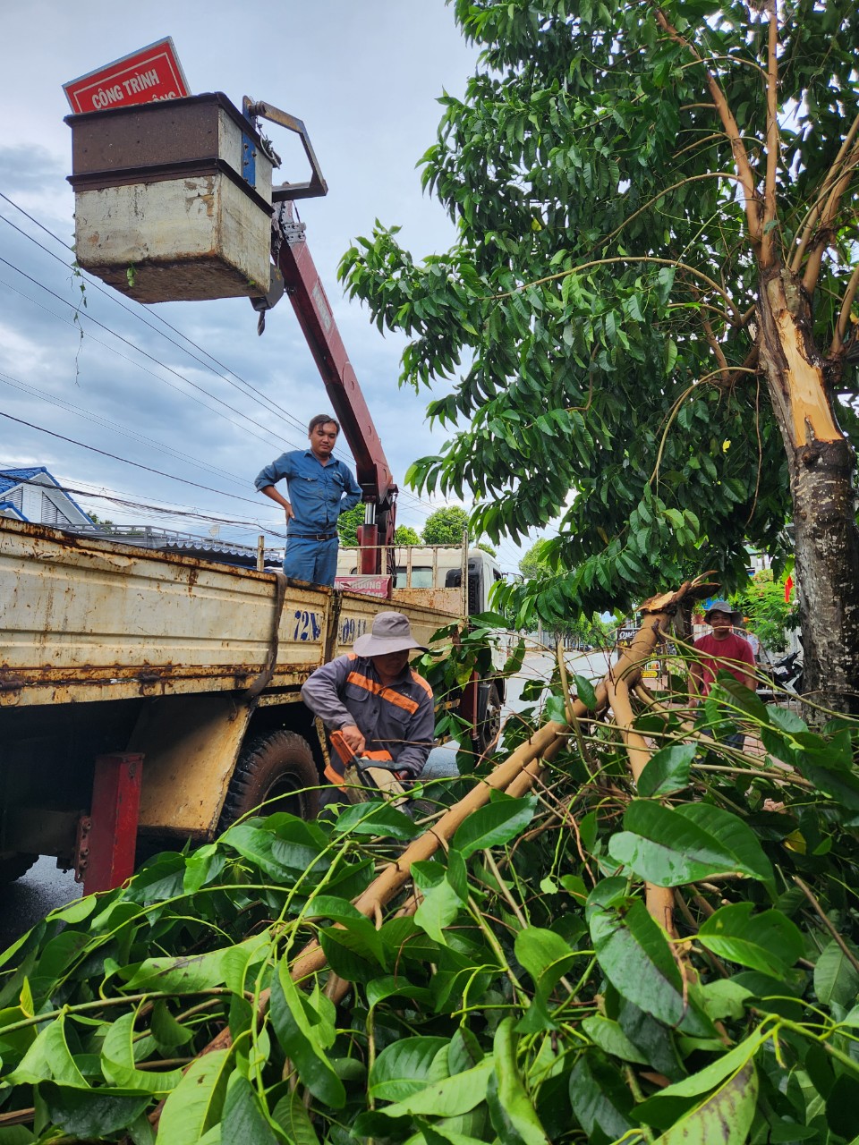 Công ty CP Xây dựng và Phát triển đô thị Châu Đức kịp thời đến hiện trường xử lý cây đổ gãy.