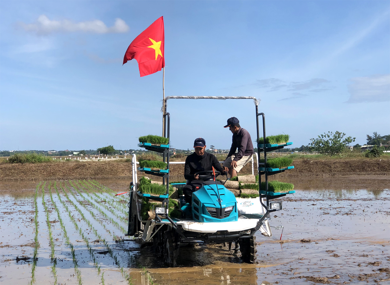 Nhờ áp dụng máy cấy lúa, nông dân HTX Nông nghiệp ứng dụng công nghệ cao Lá Xanh  (huyện Long Điền) đã giảm được nhiều chi phí đầu vào, tăng năng suất cho cây lúa.