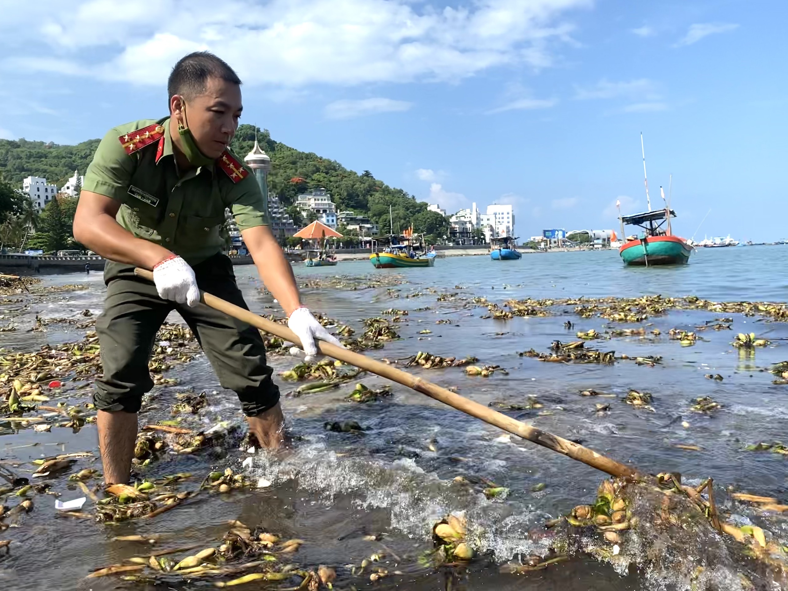 Cán bộ, chiến sỹ thu gom cây lục bình trên bãi biển