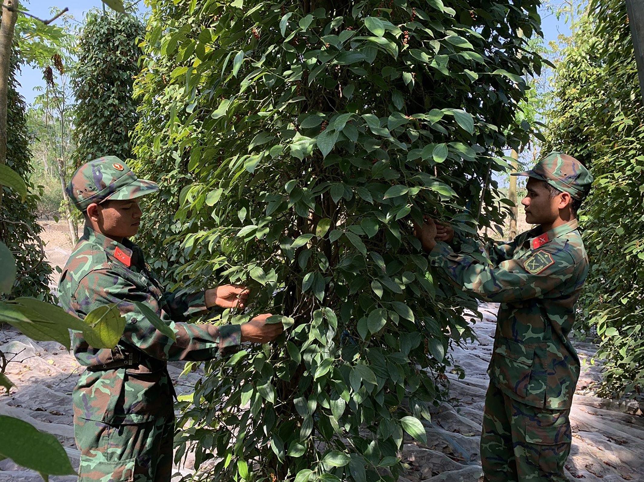 Cán bộ, chiến sĩ LLVT tỉnh và Sư đoàn 302 giúp nông dân huyện Châu Đức thu hoạch tiêu.