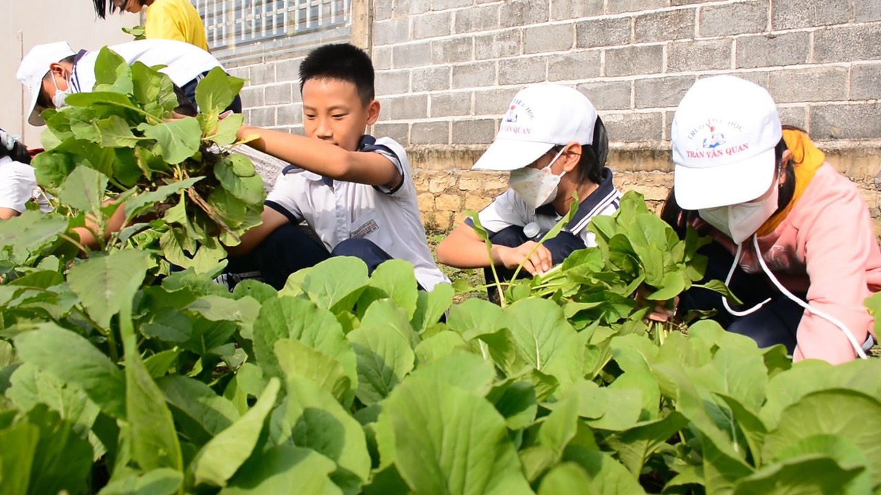 Thiếu nhi trải nghiệm nhổ rau, sắp xếp gọn gàng và bó thành từng bó trong chương trình trải nghiệm.