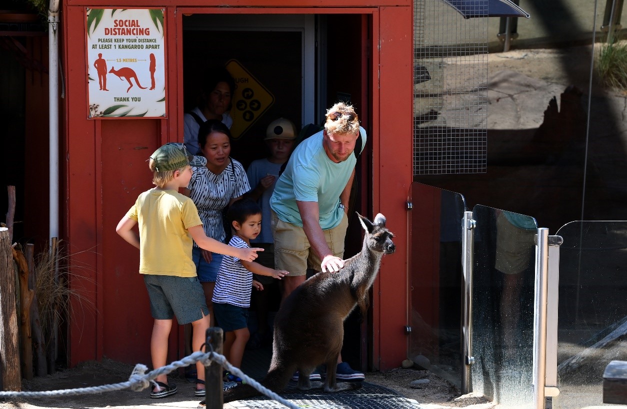 Du khách được tiếp xúc với những chú Kangaroos tại WildLife. Ảnh: TIẾN TUẤN