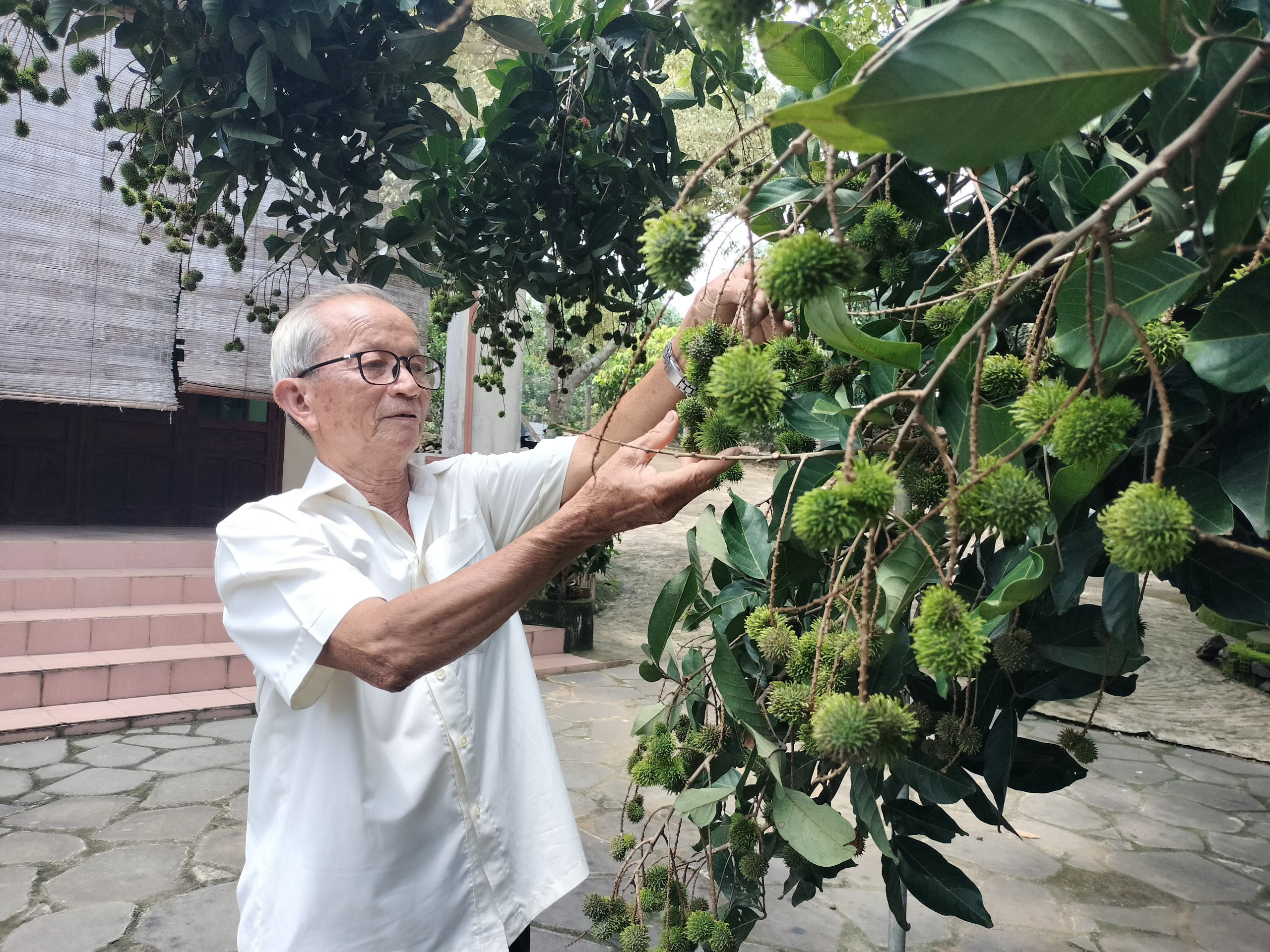 Cựu tù Côn Đảo Trần Ngọc Hòa bên vườn chôm chôm  của gia đình.