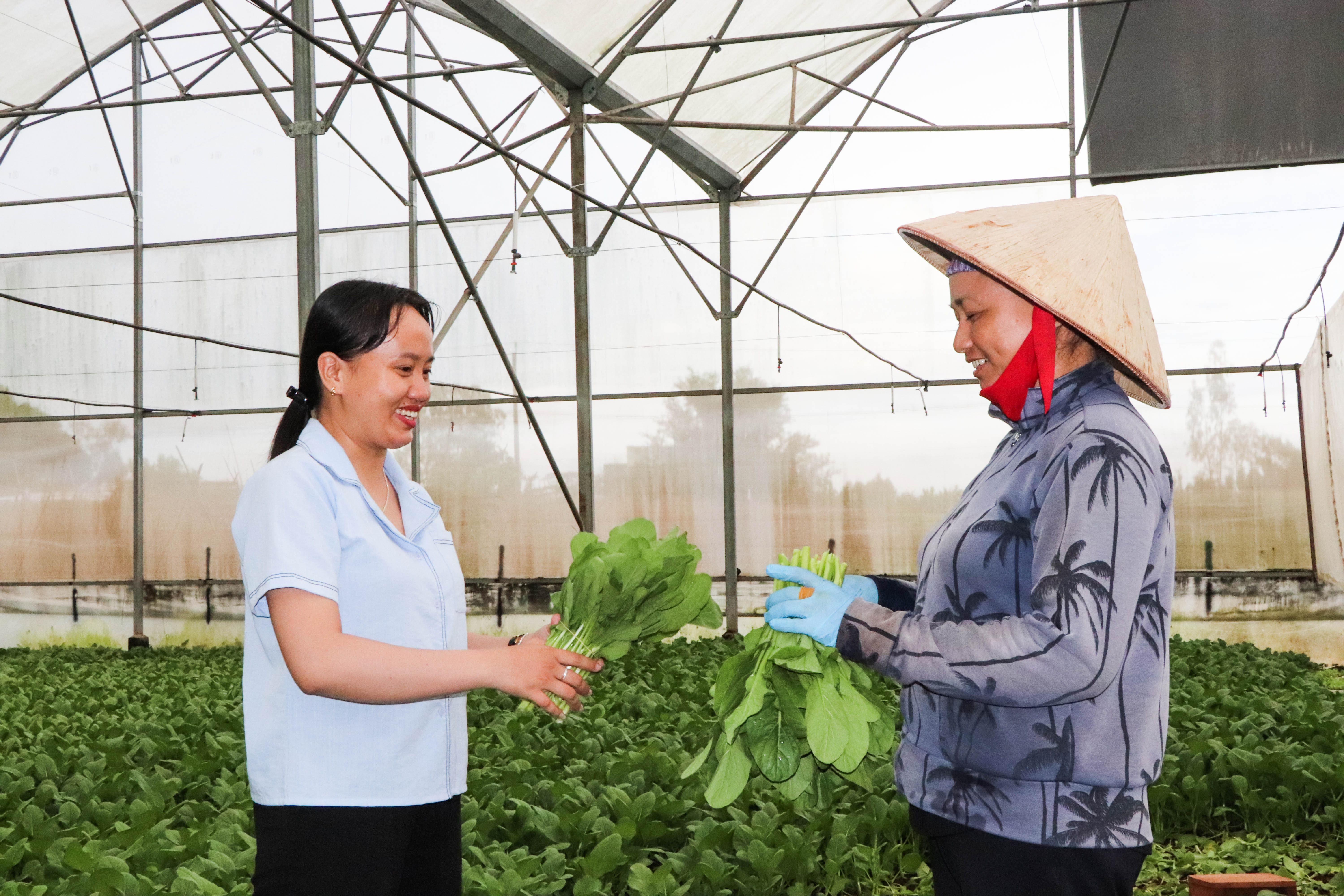 Bà Mai Thị Thảo (bên trái), Phó Giám đốc phụ trách kỹ thuật HTX kiểm tra chất lượng rau trước khi được xuất đi đến nơi tiêu thụ.