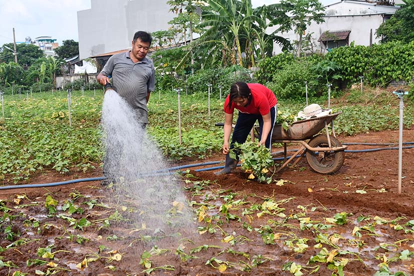 Vợ chồng anh Lê Công Hoan và chị Phạm Thị Tư (ngụ phường Thắng Nhất, TP. Vũng Tàu) chăm sóc vườn rau.