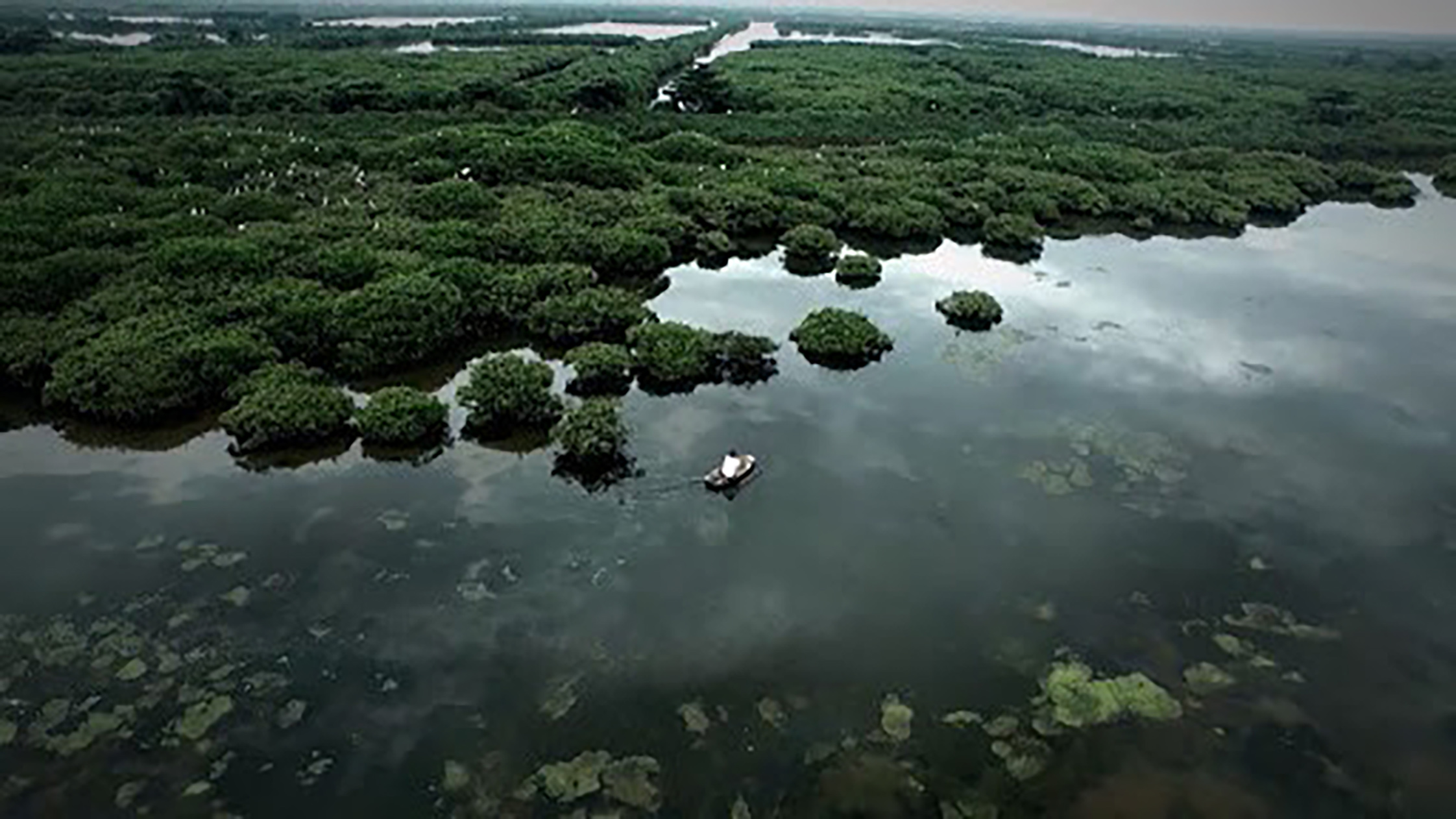 Rừng ngập mặn ở Bà Rịa - Vũng Tàu.