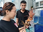 Ngăn chặn nhập lậu, buôn bán trái phép tôm hùm giống