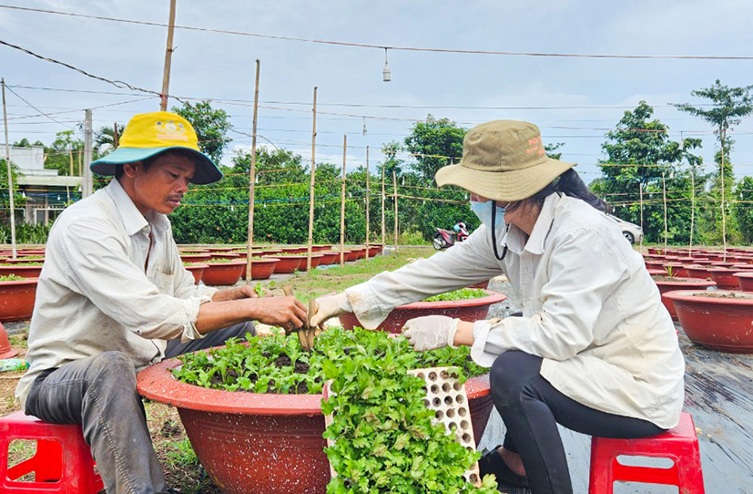 Vợ chồng ông Nguyễn Huệ (thôn Sông Xoài 3, xã Láng Lớn, huyện Châu Đức) xuống giống cúc vụ Tết.