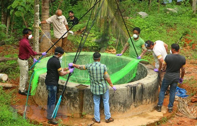 Lực lượng chức năng bắt những con dơi được cho là nguyên nhân làm lây lan virus chết người Nipah ở Kozikode, bang Kerala, Ấn Độ.