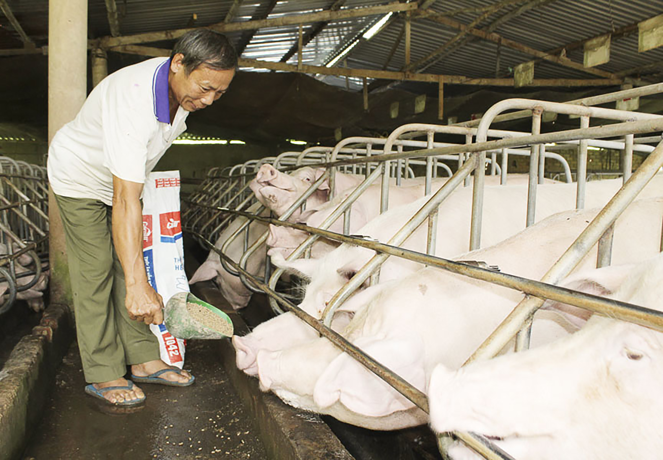 CCB Hoàng Xuân Vinh (ấp Tân Xuân, xã Bàu Chinh, huyện Châu Đức) chăm sóc đàn heo của gia đình.