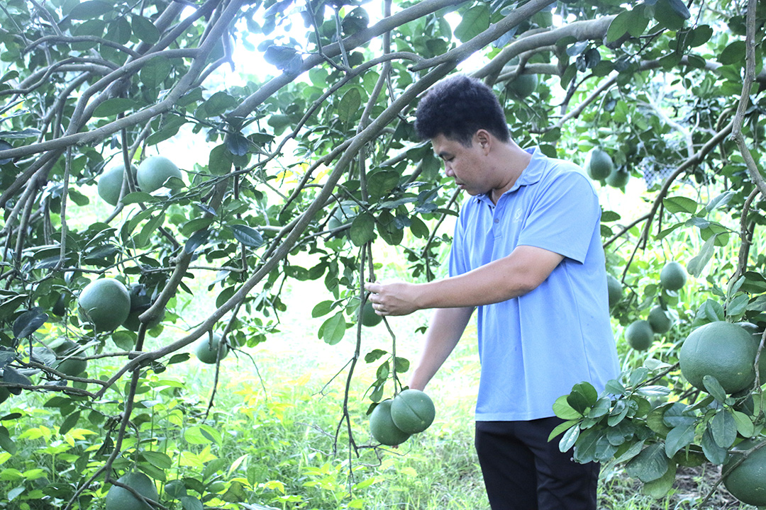 Tham gia các chuỗi liên kết sản xuất, tiêu thụ giúp nông sản nâng cao giá trị và phát triển bền vững.  Trong ảnh: Chăm sóc bưởi tết tại HTX Nông nghiệp Sông Xoài.