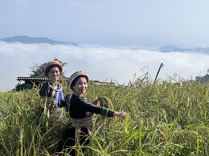 Cùng người Dao bản địa trải nghiệm gặt lúa Nếp Tài và “săn mây” trên đỉnh Pù Lầu, thôn Phiêng Phàng, xã Yến Dương, huyện Ba Bể, tỉnh Bắc Kạn.