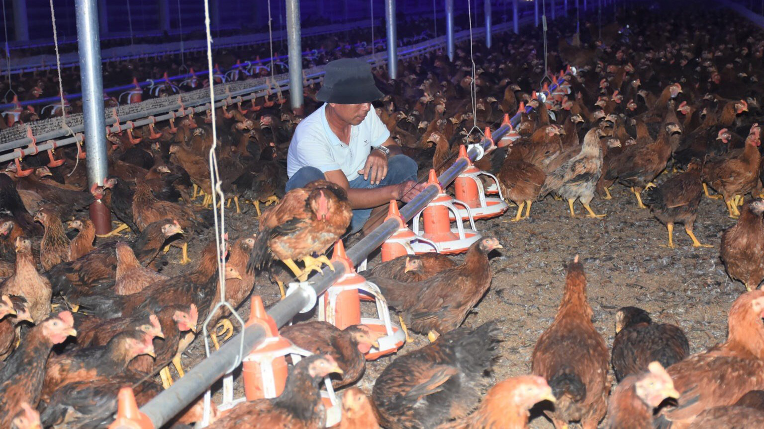 Chăn nuôi gà trong chuồng lạnh của Công ty TNHH Đầu tư phát triển Đông Nam Toàn Cầu, huyện Châu Đức.