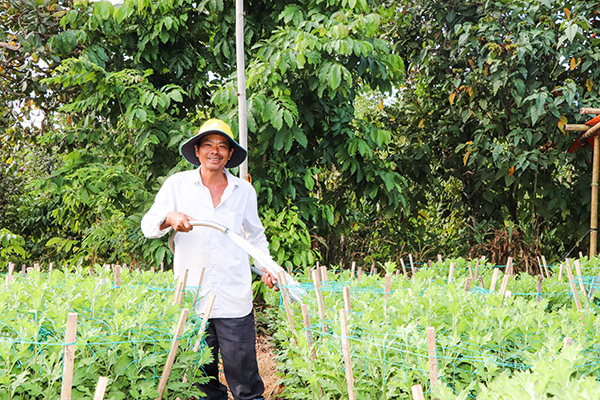 Sau khi bỏ chong đèn, nông dân Nguyễn Huệ (ở thôn Sông Xoài 3, xã Láng Lớn) bón phân, tưới nước, chăm sóc 2.000 chậu cúc để 20 tháng Chạp giao cho thương lái. Vụ hoa Tết năm ngoái ông thu lợi hơn 150 triệu đồng.