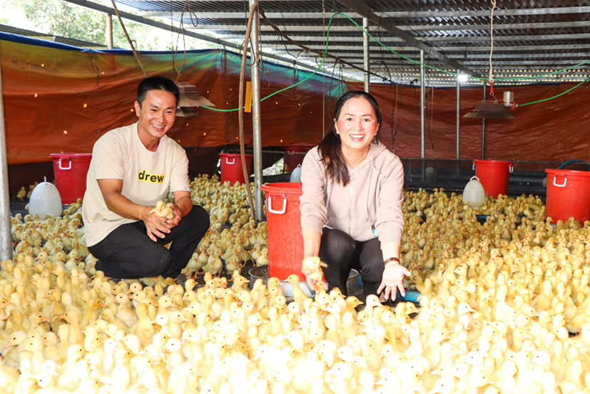 Bà Lê Thị Thu Thủy, Phó Chủ tịch UBND xã Cù Bị tham quan mô hình nuôi vịt trên sàn của anh Nguyễn Hữu Hoàng.