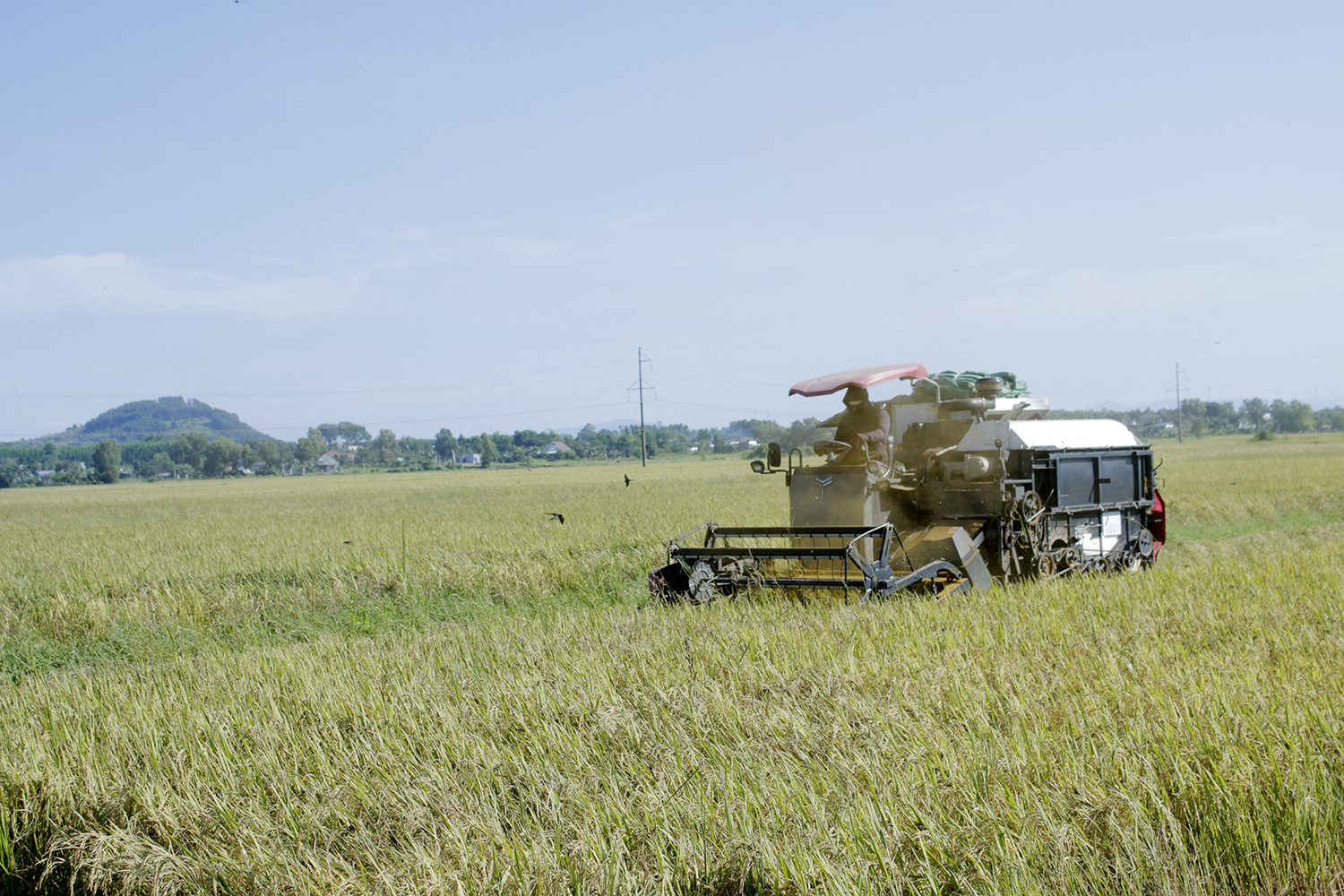 Thu hoạch lúa trên cánh đồng xã Phước Thuận, huyện Xuyên Mộc. Ảnh: VÂN ANH