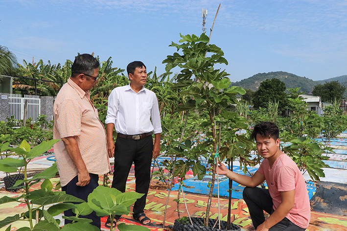 Anh Vũ Kim Long (bên phải), KP Kim Hải, phường Kim Dinh (TP.Bà Rịa) cho biết, giống sung này trồng ở các nước châu Âu cho thu hoạch 1 vụ/năm, còn tại Việt Nam, thời tiết thuận lợi hơn nên cây cho trái quanh năm.