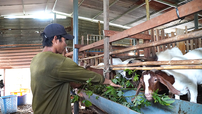 Từ nguồn vốn vay của Ngân hàng CSXH, anh Nguyễn Văn Hùng (ngụ Châu Đức) đầu tư chăn nuôi dê để phát triển kinh tế.          