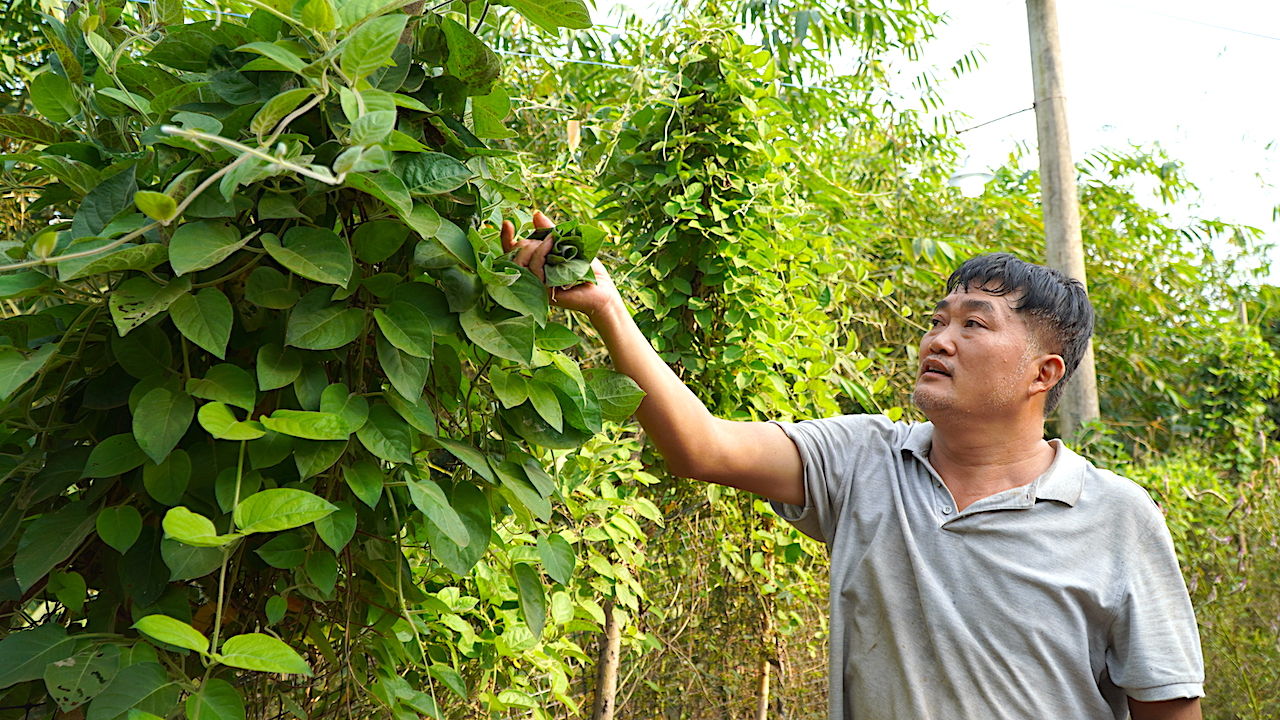 Điều đặc biệt, đàn gà của ông còn được cho ăn các loại thảo dược như: lá mơ, sả, chanh, đinh lăng, lá ổi, gừng, húng quế…