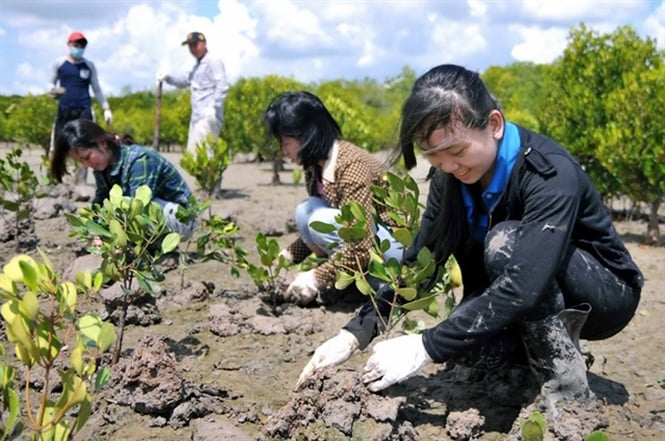 Thanh niên tham gia trồng rừng ngập mặn ven biển Bà Rịa -Vũng Tàu.