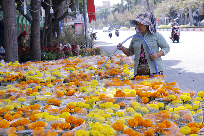 Tiểu thương bán hoa trên đường Nguyễn Thái Học, TP.Vũng Tàu chăm sóc hoa Tết.