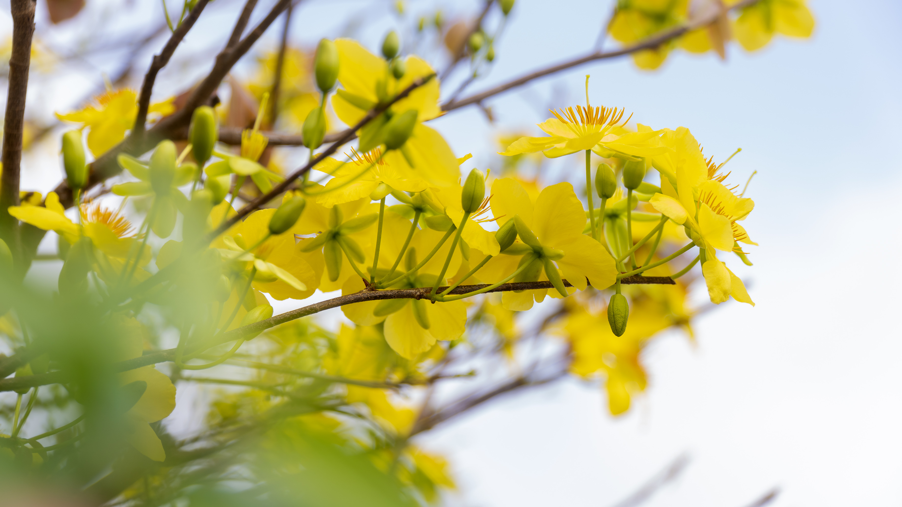 Ông Nguyễn Tấn Bản, Chủ tịch UBND huyện Châu Đức0 cho biết: Huyện chọn cây mai là cây biểu tượng để quảng bá hình ảnh của huyện Châu Đức cũng như mong muốn đem lại những niềm vui, những điều may mắn cho người dân khi Tết đến Xuân về. 